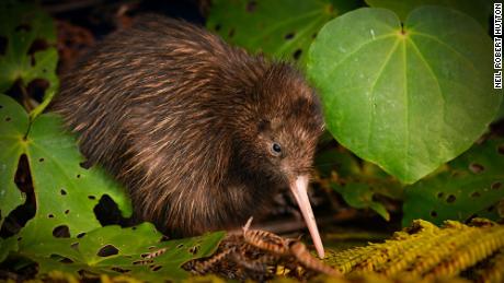 The northern brown kiwi has been moved from &#39;endangered&#39; to &#39;vulnerable.&#39;