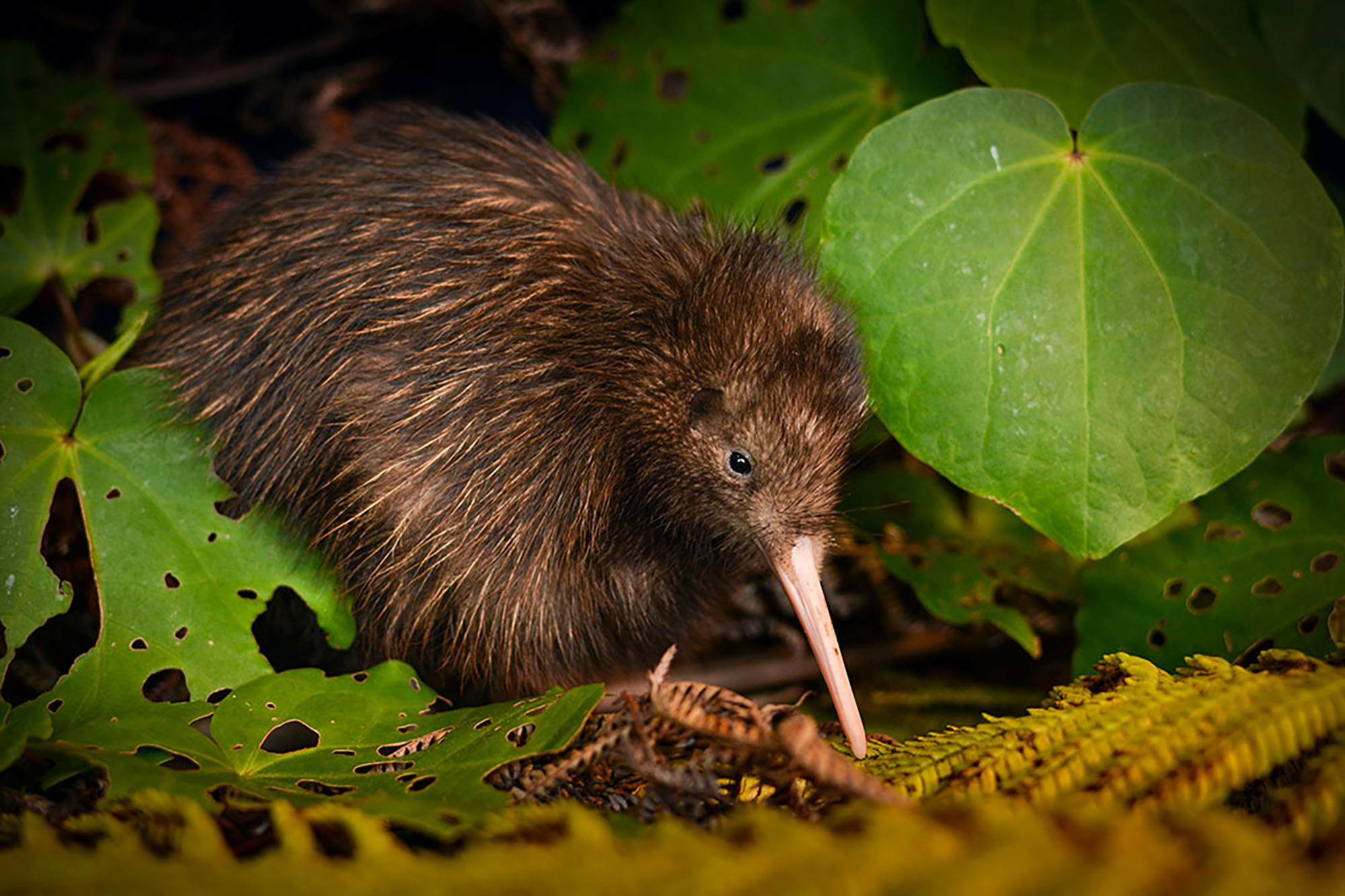 Two kiwi species no endangered in Red List | CNN