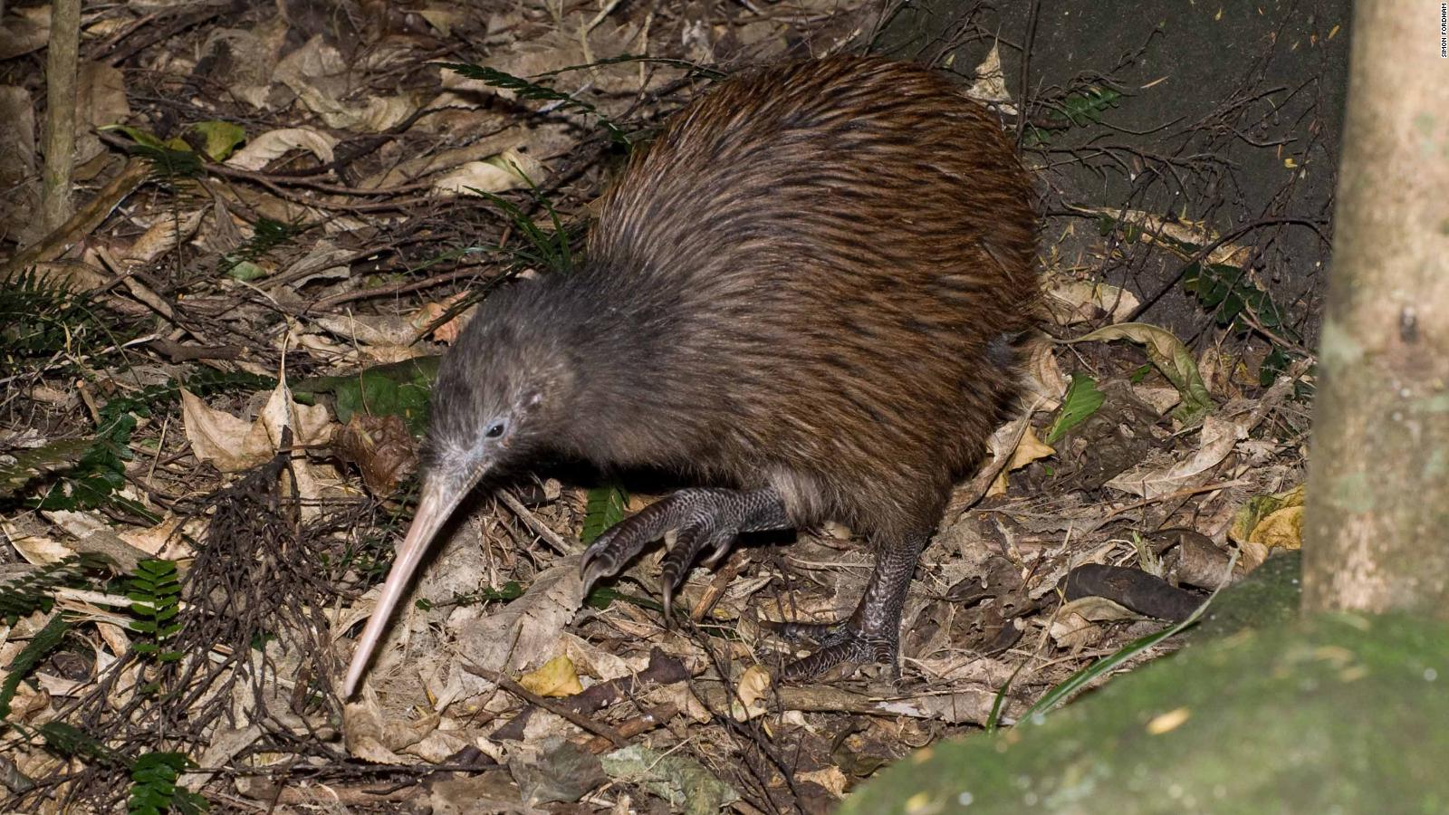 Two kiwi species no longer endangered in new Red List - CNN