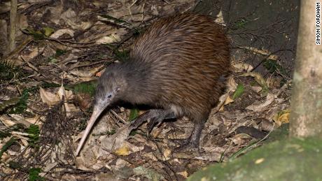 There are now 17,700 mature individuals of the Northern Brown kiwi species in New Zealand.