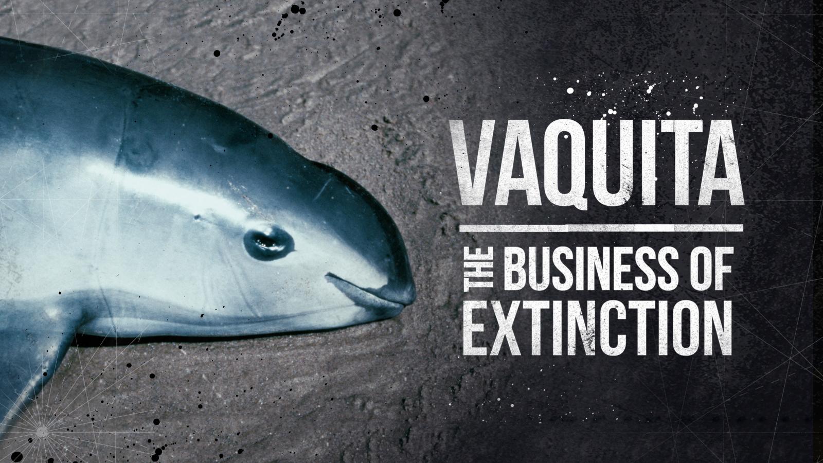 Vaquita: The Business Of Extinction - CNN Video