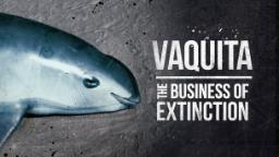 171206122337 vaquita the business of extinction hp video Vaquita: The Business of Extinction