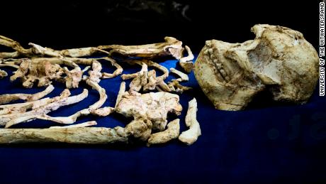 The fossilized skeleton known as Little Foot in the Evolutionary Studies Institute vault at the University of the Witswatersrand in Johannesburg, South Africa