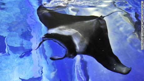A three-metre long (nine-and-a-half-foot) manta ray, which has a heart-shaped pattern on its back, swims in a large fish tank at the Aqua Stadium aquarium in Tokyo on December 31, 2009. Visitors who were able to view the heart pattern were very lucky as the manta usually shows its belly when swimming in a fish tank, the aquarium said.   AFP PHOTO / Yoshikazu TSUNO (Photo credit should read YOSHIKAZU TSUNO/AFP/Getty Images)