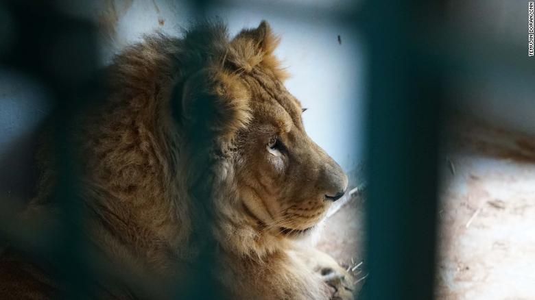 Aleppo lions, tigers and bears find a new home in Jordan - CNN