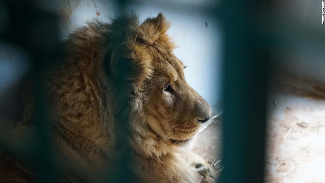 These zoo animals survived the Syrian war | CNN