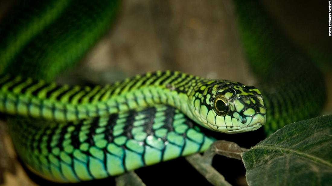 The boomslang is known as a shy species but is one of the most venomous in Africa, leading to massive bleeding and death. 