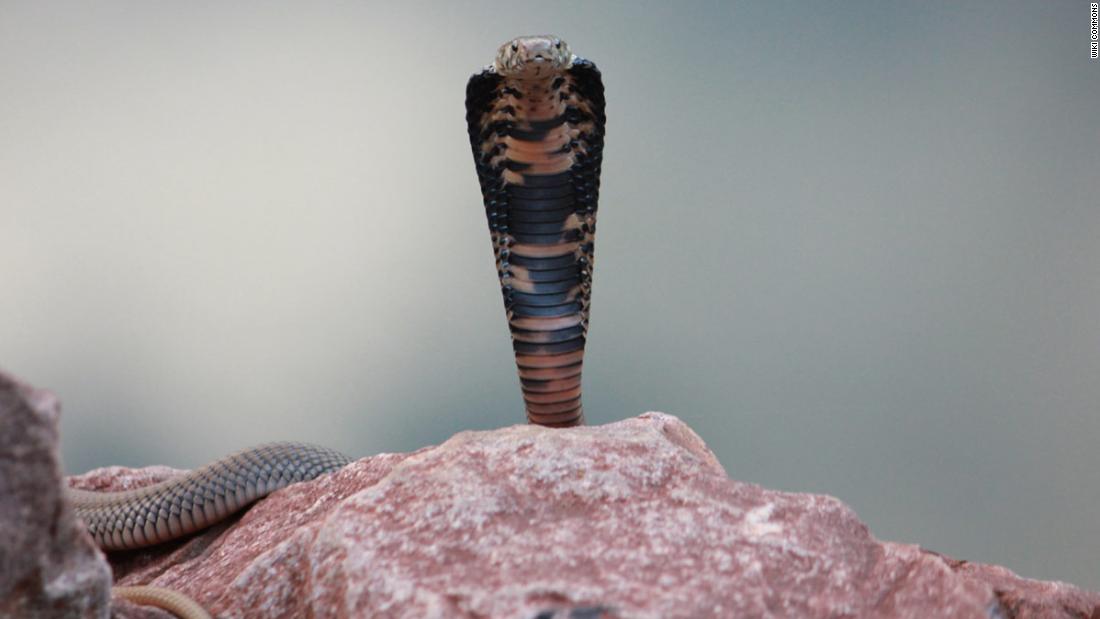 Commonly found in southern Africa, the cobra can accurately spit tissue-destroying venom over distances of several meters.