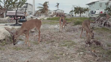 hurricane irma endangered deer population florida keys weir_00002606.jpg