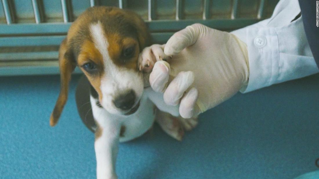 The Chinese Successfully Clone a Canine in Bid to find Cure for Heart Disease