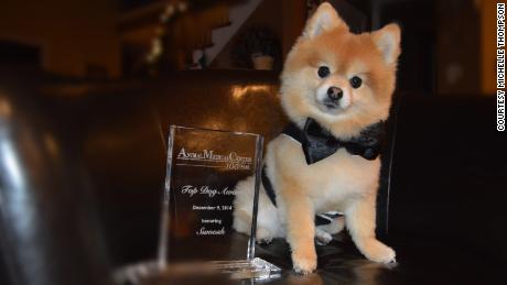 Therapy dog Swoosh with his 2014 Animal Medical Center Top Dog award.