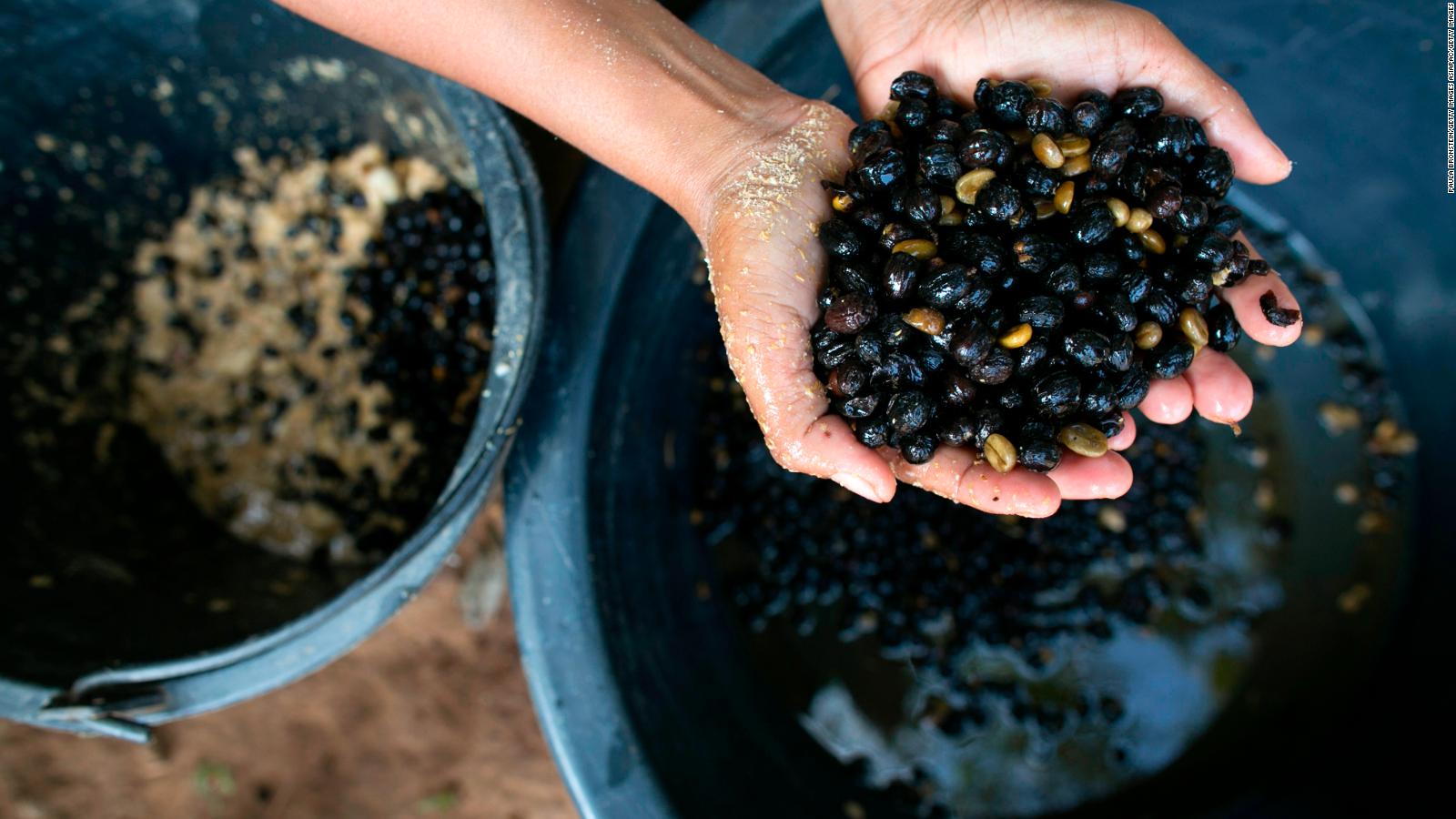 Elephant dung coffee beans