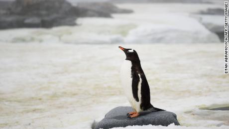 A Gentoo penguin in Antarctica
