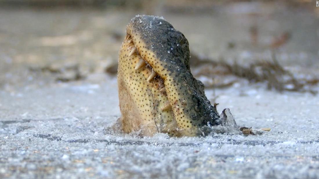 https://cdn.cnn.com/cnnnext/dam/assets/180109152340-alligators-in-ice-1-super-tease.jpg