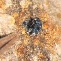 03 meteorites organic matter zag monahans