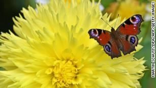 Butterflies are older than flowers, new study says - CNN