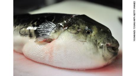 Deadly blowfish (or Fugu) is a delicacy in Japan. 