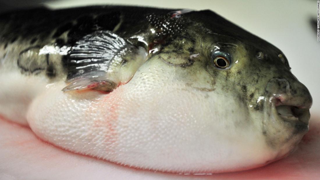 fugu blowfish