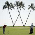 Sony Open PGA Tour Hawaii palm trees