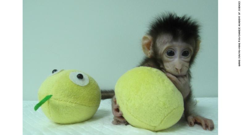 Scientists say the monkeys are much like human babies who get more active every day.