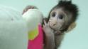 Monkeys cloned using same method as Dolly 