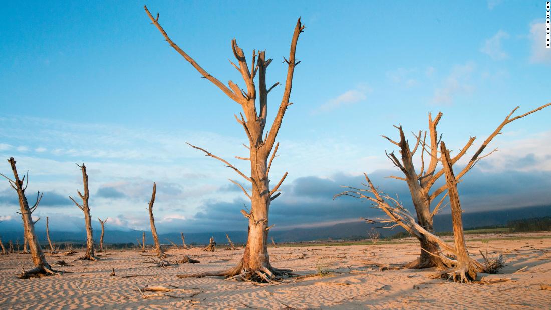 On January 26, dead trees are seen at a dam near Grabouw, South Africa, which is about 90 kilometers (55 miles) from the center of Cape Town.