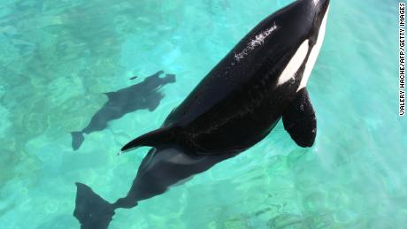 Killer whale learns how to mimic human speech