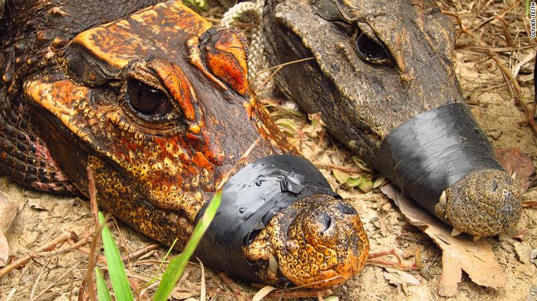 Les crocodiles orange des cavernes d'Abanda au Gabon