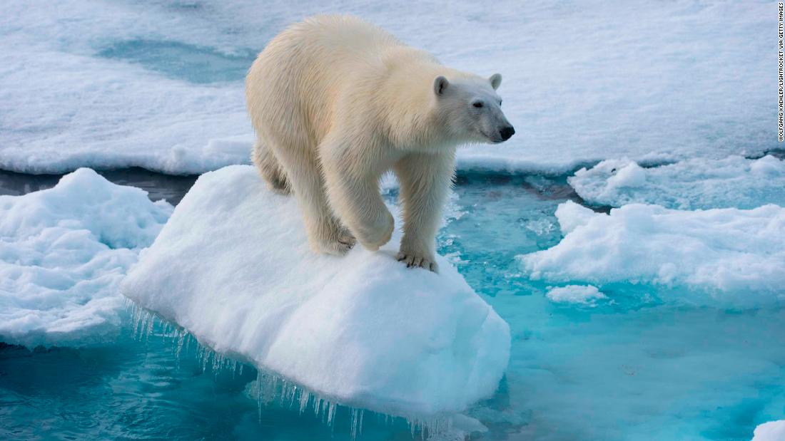 Polar bears could face extinction faster than thought - CNN