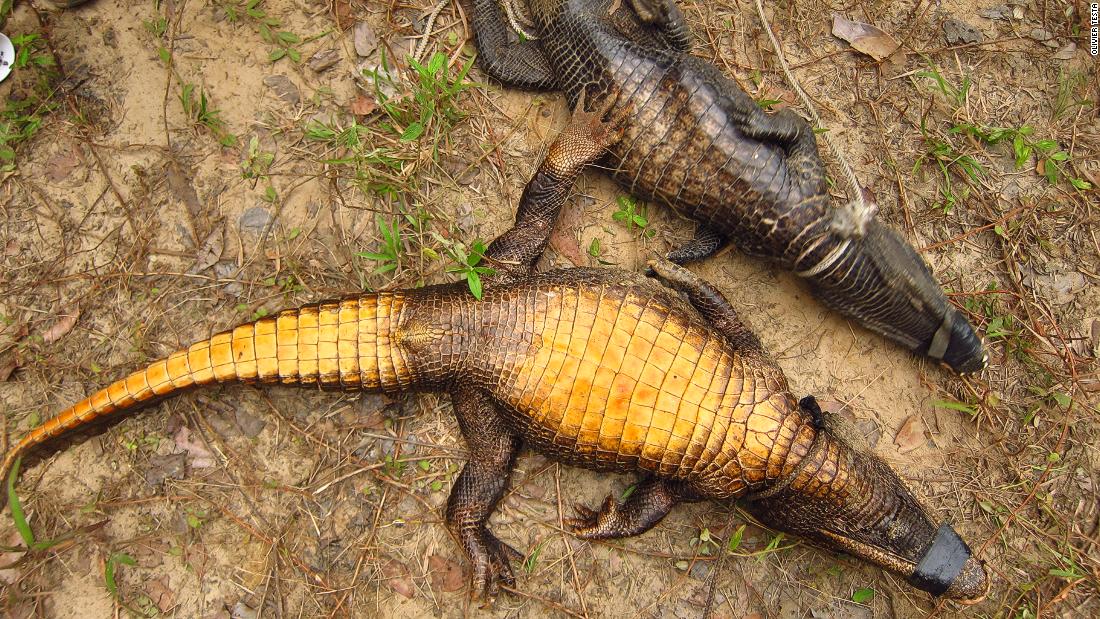 It remains a mystery why the crocodiles are orange, but scientists best guess is that acidic bleaching from bat feces could be the cause. 