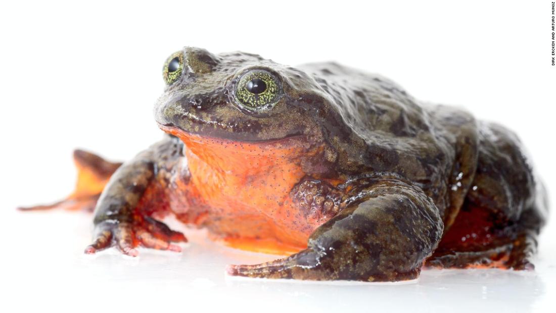 Bolivian water frog seeks mate on Match.com to save his species