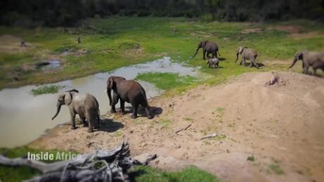 Saving elephants by crossing borders