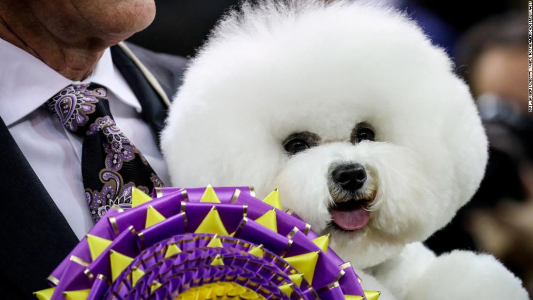 Westminster Dog Show Fast Facts