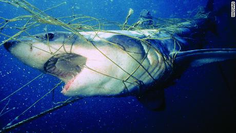 Young Chinese shun shark fin, but threats remain