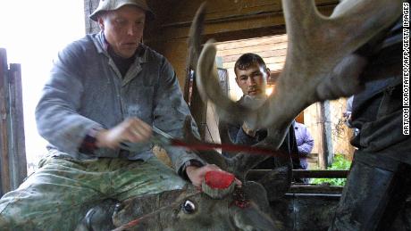 A Siberian herdsmen saws off a deer&#39;s antlers in the Altai territory of Terekta.