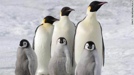 The climate change winners and losers in Antarctica&#39;s animal kingdom