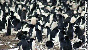 Penguins inadvertently take selfie video - CNN Video