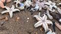 Thousands of dead starfish wash up on a British beach