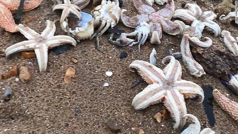Thousands of dead starfish washed up on a beach in Kent in southeast England.