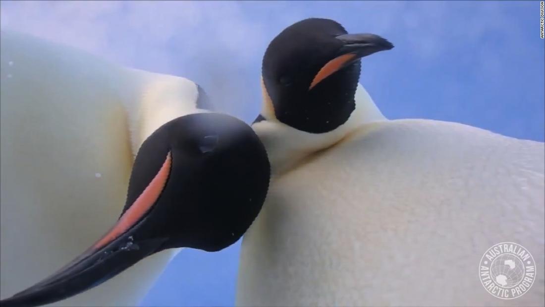 Penguins inadvertently take selfie video | CNN