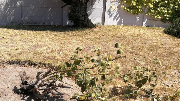 What killed my decades-old rose bush (Opinion) | CNN