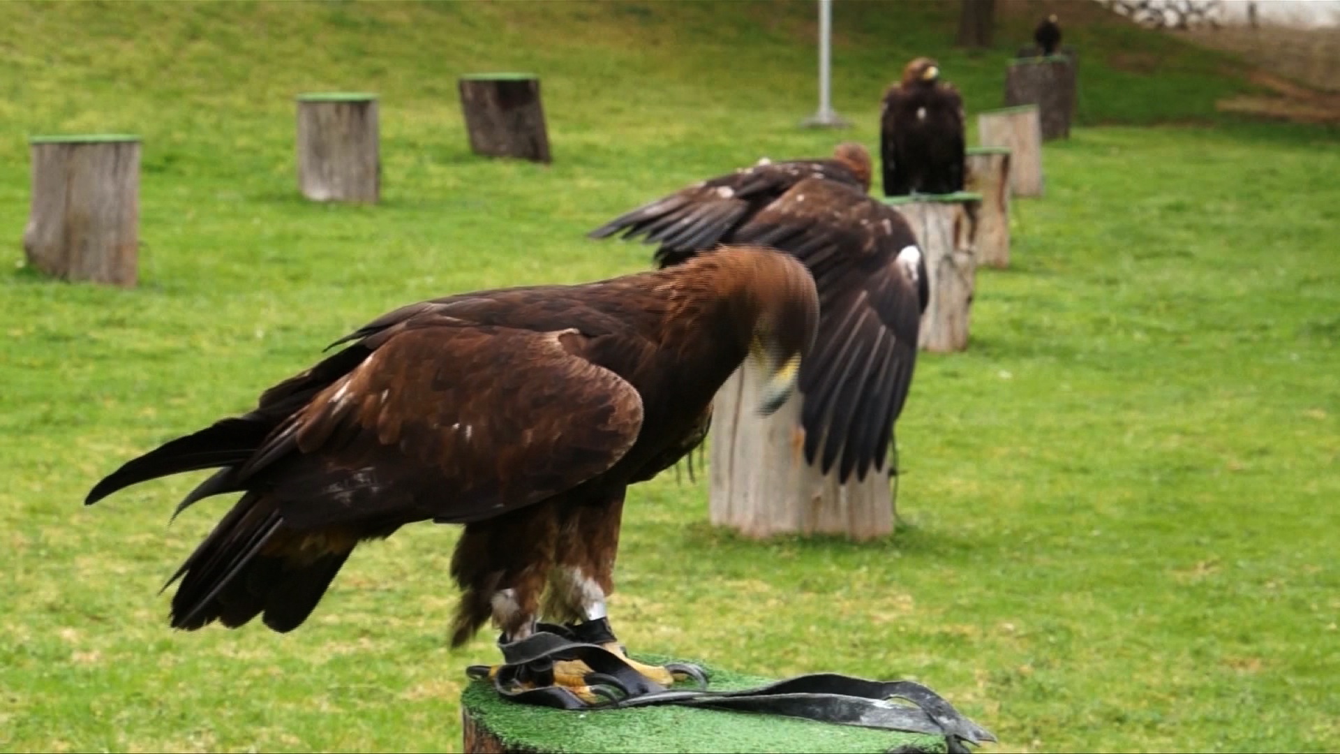 México lucha por proteger el águila dorada, en peligro de extinción - CNN  Video