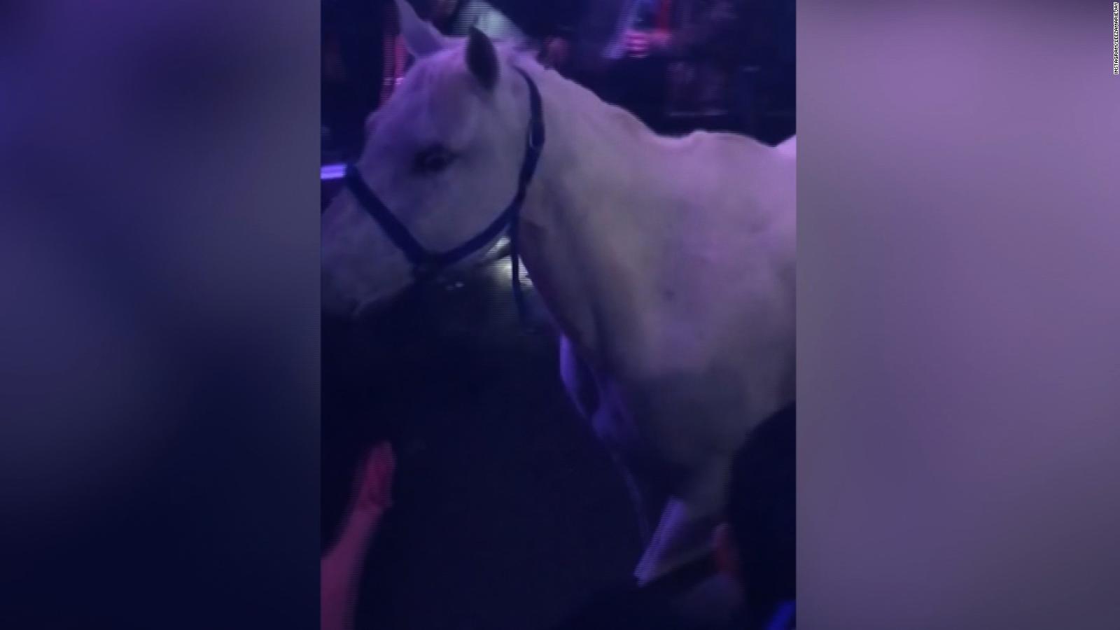 Facebook post leads to animal cruelty charge CNN Video