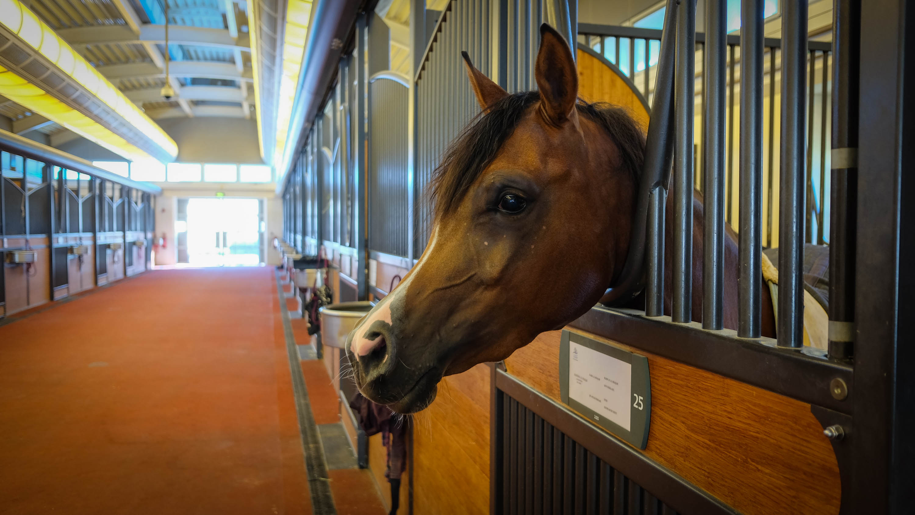 Qatar's Al Shaqab: A five-star resort for horses in Doha | CNN Travel