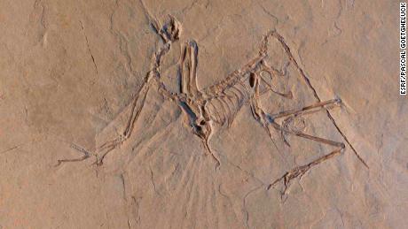 This &#39;enigmatic&#39; feathered dinosaur didn&#39;t fly like modern birds