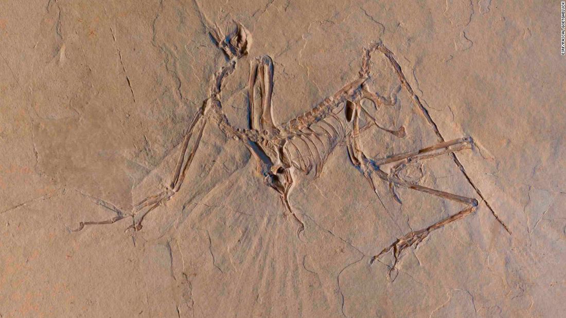 Researchers have been studying Archaeopteryx fossils for 150 years, but new X-ray data reveal that the bird-like dinosaur may have been an &quot;active flyer.&quot;