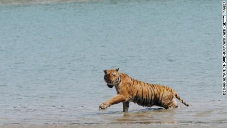 An Indian tigress wearing a radio collar wades through a river after being released by wildlife workers in Storekhali forest in the Sundarbans, some 130 kilometers south of Kolkata, in 2010.