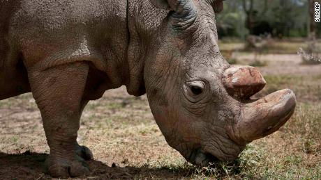 Que nous dit vraiment la mort d'un rhinocéros blanc