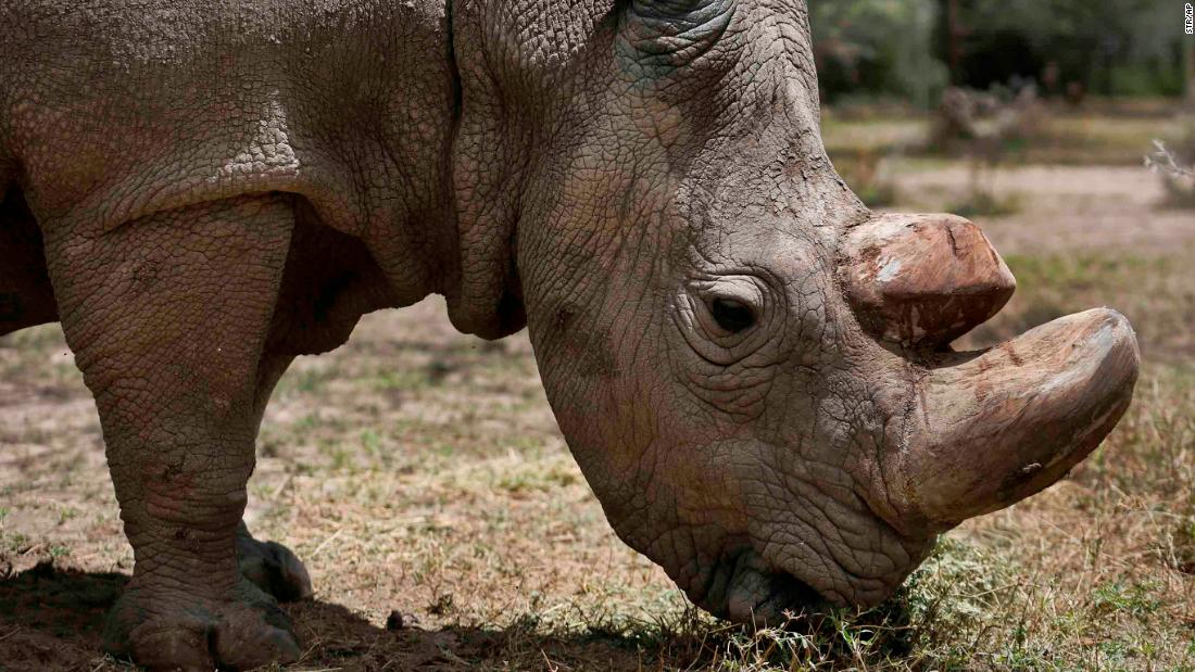 What The Death Of A White Rhino Really Tells Us Opinion Cnn 