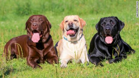 The American Kennel Club has named the Labrador Retriever the top breed for 26 years in a row. 